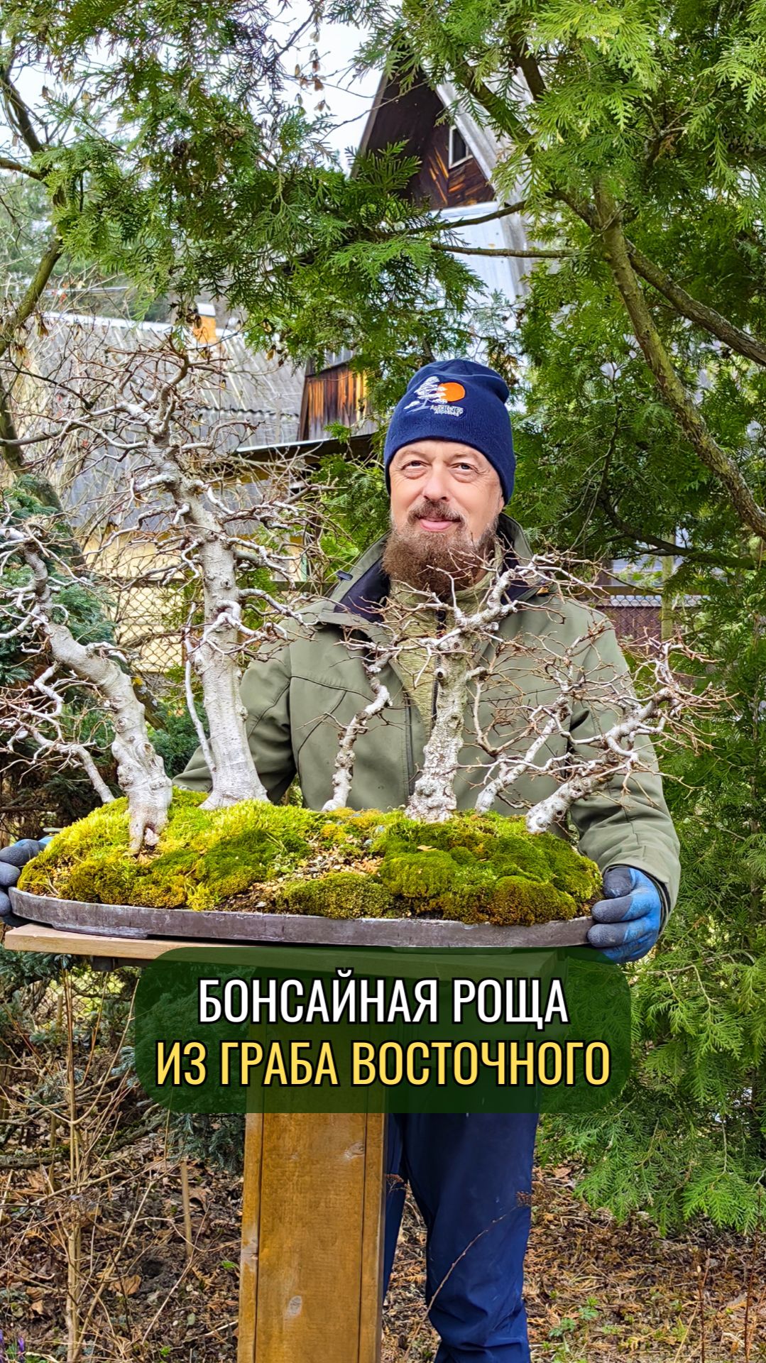 Бонсайная роща из граба восточного