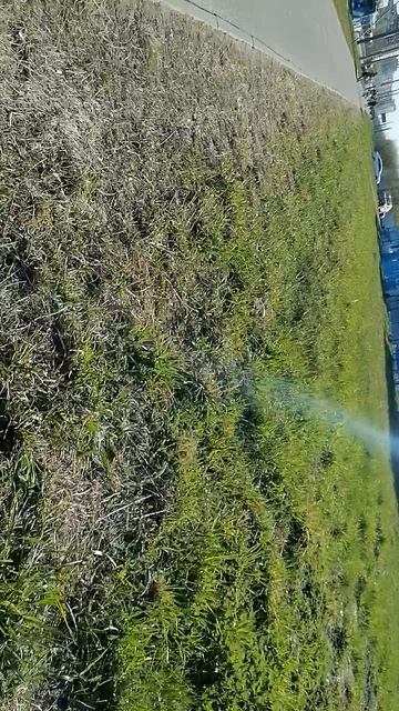 Иду к Кудрово, спасаясь от электросамокатов. Иду под песню  Н.Караченцов - Кленовый Лист