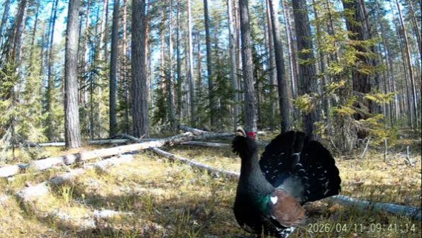 Глухари в заповеднике 