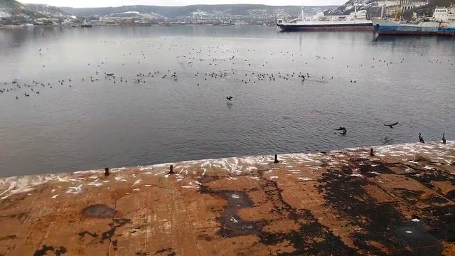 Черноморский баклан