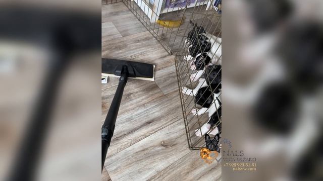 Уборка - это важно! Да с такими помощниками!