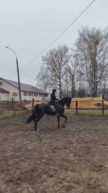 Оксана Новикова и Дольче Вита, строевая рысь заминочная на плацу.