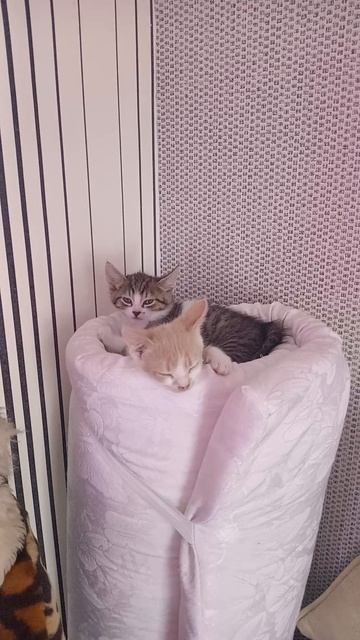 Тигры наши спят на матрасе.🤣 #покатушки #едупостране  #мойпитомец #моибудни #открываюмир #допосле