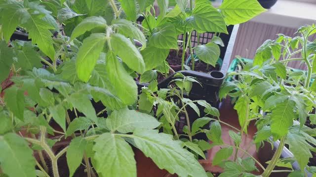 Полезный Полив на урожай, Перед посадкой рассады в теплицу.