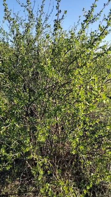 Краски весны