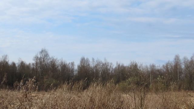 Мошка на Ижоре