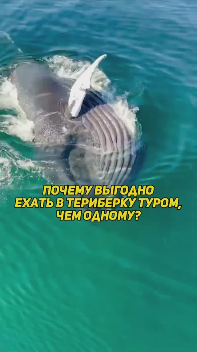 Териберка! В поисках китов за полярным кругом!