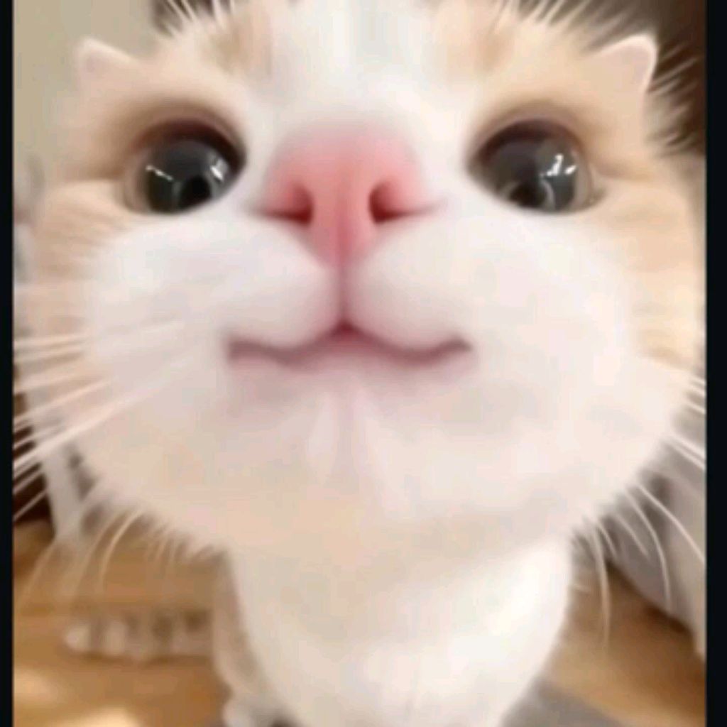 Уборка и идеи для имён для котиков и мальчики и девочки