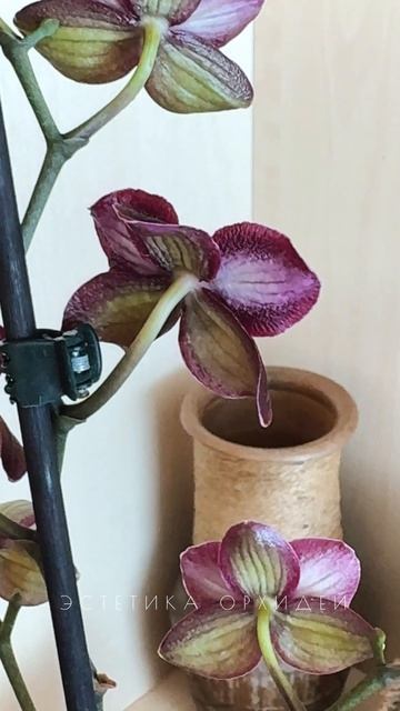 Старая добрая классика: Каода Твинкл