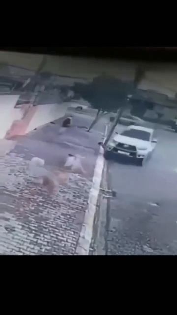 Котик спасёт