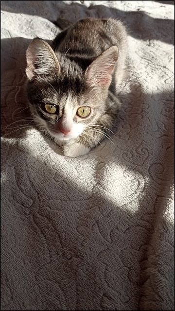 Игривый котёнок.