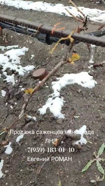 Саженцы винограда в ЛНР +7(959)-183-01-40 Евгений РОМАН