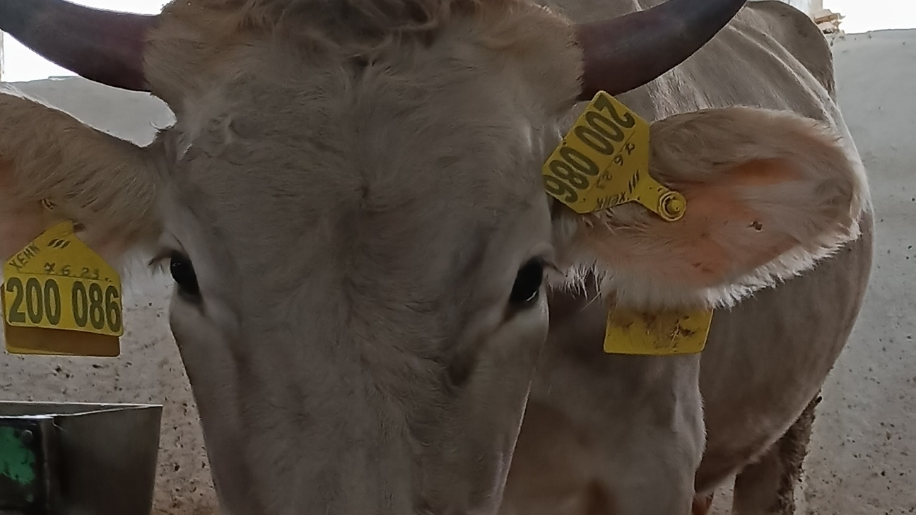 разыгрались, но коровам интересно 🤣😁😁