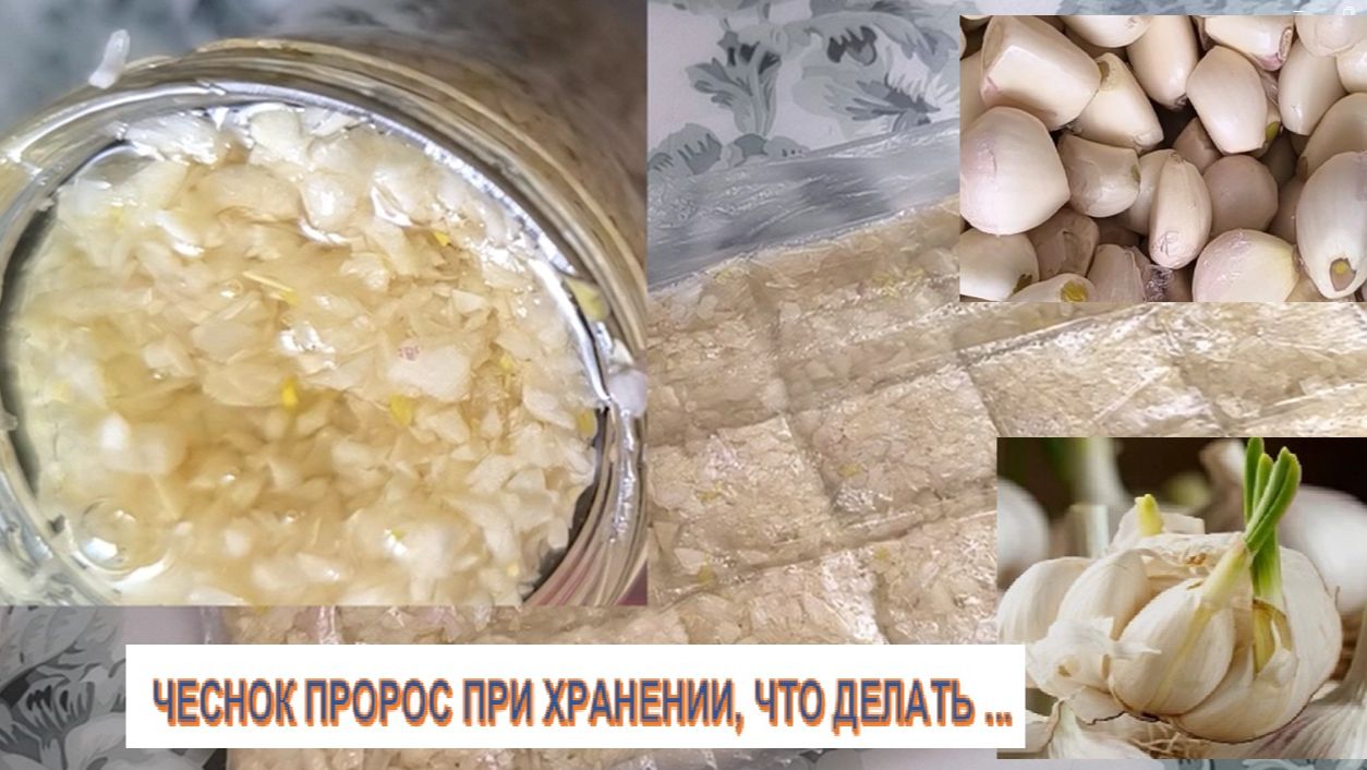 Чеснок, проросший весной — это не повод его выбрасывать. Чеснок пророс весной как спасти.