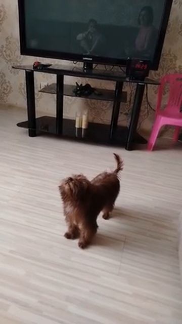 здесь Йорик мой маленький 🐾🐾