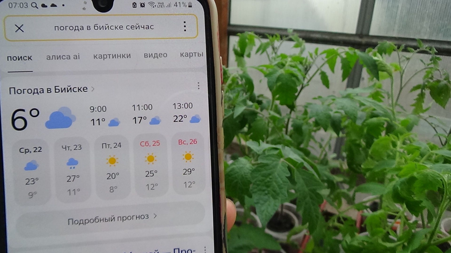 В теплице +40 днем и всего лишь 6 градусов ночью! Томаты только КРЕПЧАЮТ! 22.04.2026.