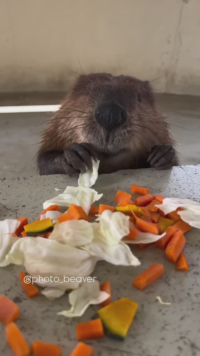 Мукбанг от бобра