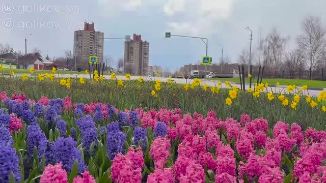 Цветочные ковры Губкина