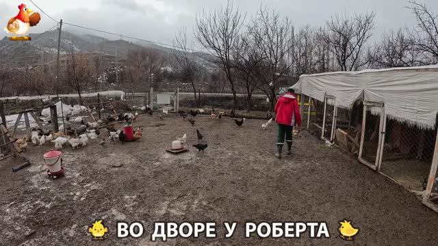 Содержание кур в домашних условиях и других птиц во дворе у Роберта 🐣🐤🦆🐔🪿🦃 (475)
