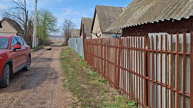 Лапу сломали Толстопузу ,бродячие собаки 😔
