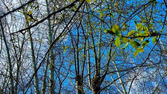 Нежные весенние листья🌿🌱🌿🌱