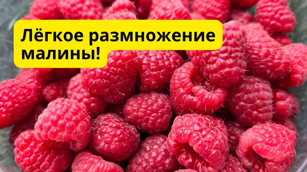 Малину на рассаду этим способом можно легко размножить в любых количествах!