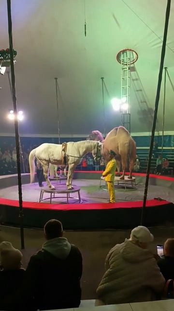 цирк 🎪
