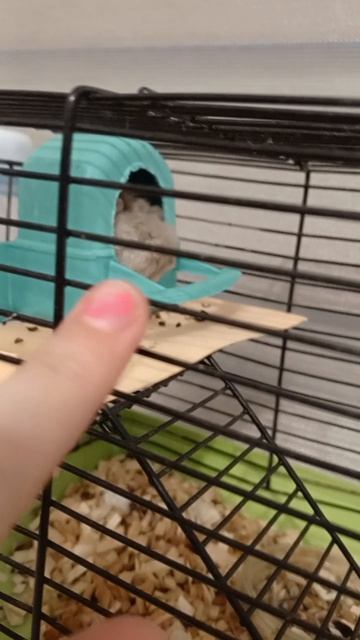 как ухаживать за джунгариками.часть