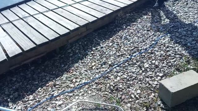 Очередная поимка Карпа