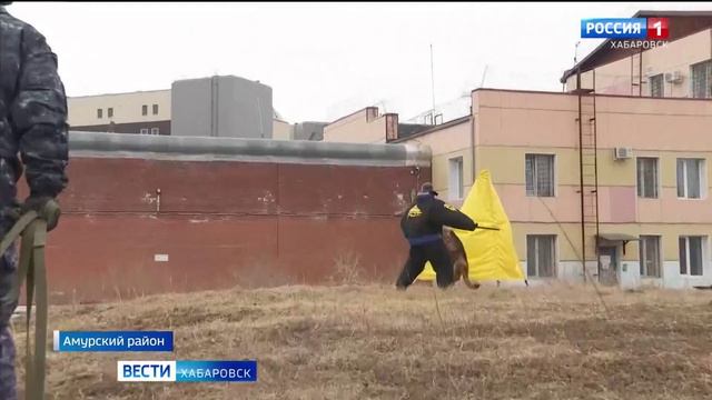Обмануть колбасой не удастся: лучших служебных собак ФСИН выбрали на первенстве края