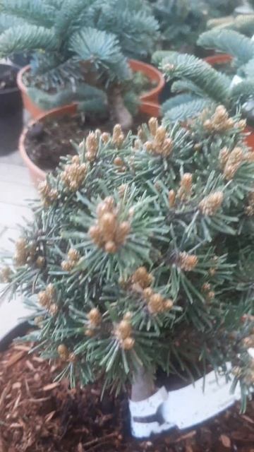 ❤🌲Сосна крючковатая Джезек
✔Продажа растений в макс и телеграм канале: https://t.me/love_is_hvoiny_d