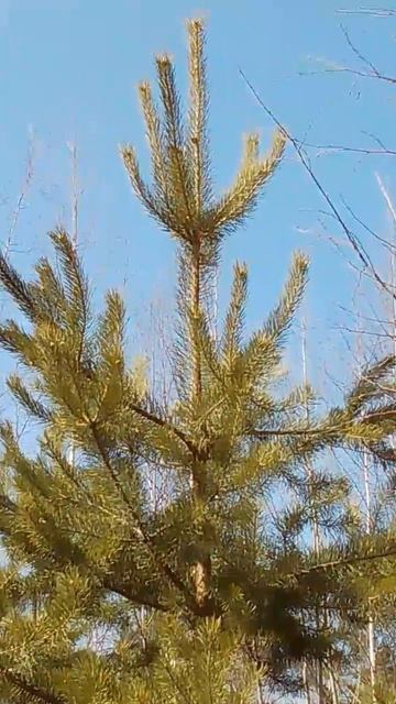 Ель, ёлка или сосна?