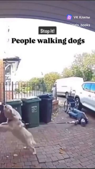 People walking dogs 🐕