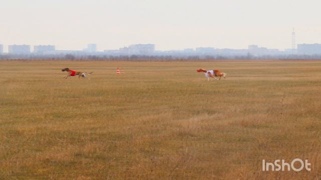 Квалификация 12.04.2026 
Курсинг в Тольятти
