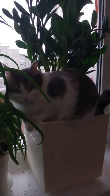 Без кота и жизнь не та