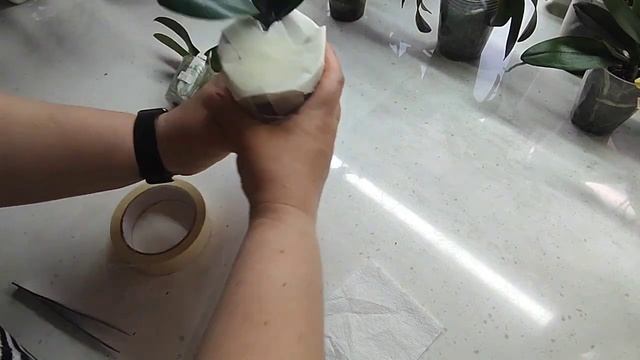 Она этого точно не ждёт 😊. Собираю орхидеи в дорогу. Получила шикарные гладиолусы