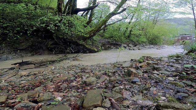 После дождя: журчание лесного ручья