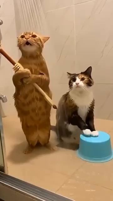 Нейросеть котики