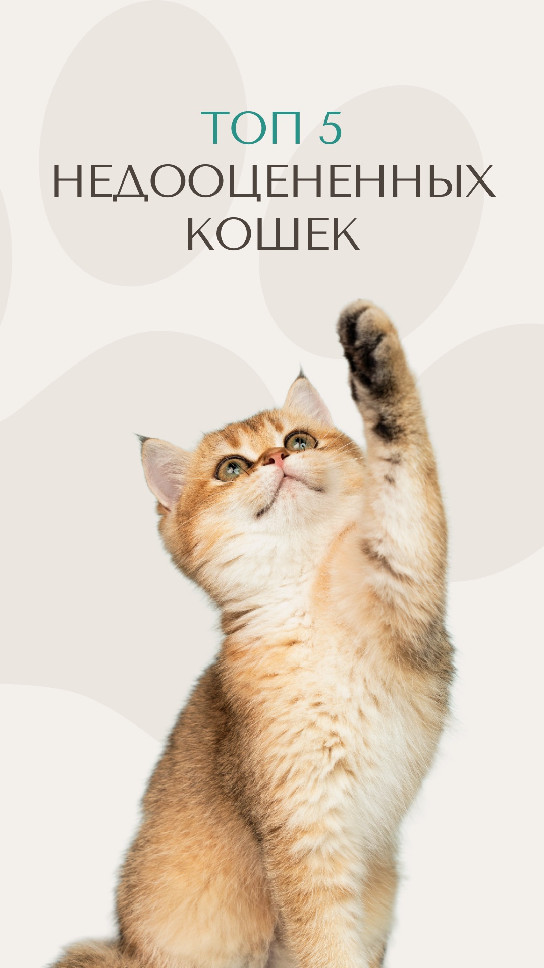 Самые недооцененные породы кошек