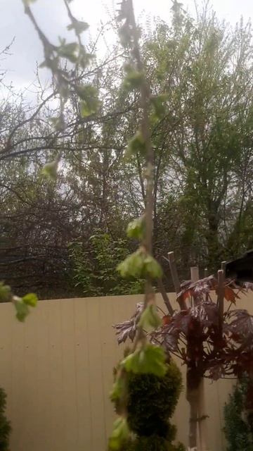 ❤🌲Карагана пендула штам около 2м
✔Продажа растений в макс и телеграм канале: https://t.me/love_is_hv