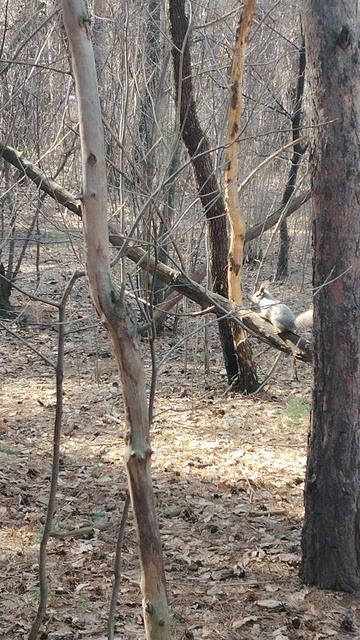 Челябинский бор