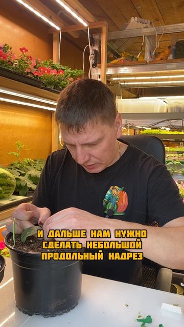 Прививка для арбуза
