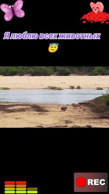 Животные приколы и не только😅