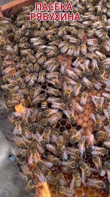 ПЛОДНАЯ МАТКА БАКФАСТ