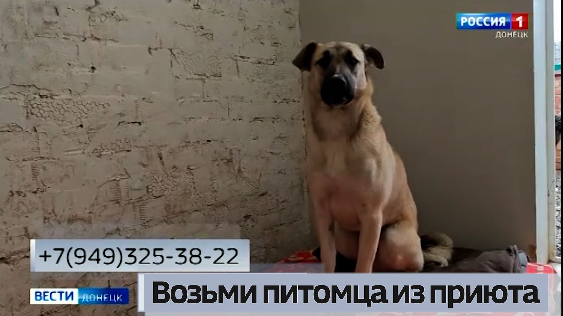 Возьми питомца из приюта