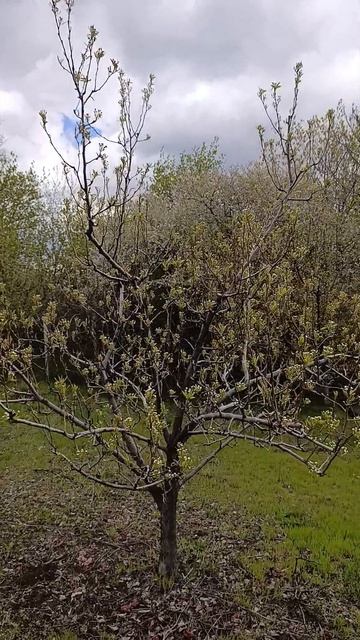 Третий сезон работы с грушей с удалением 50-ти  процентов плодов