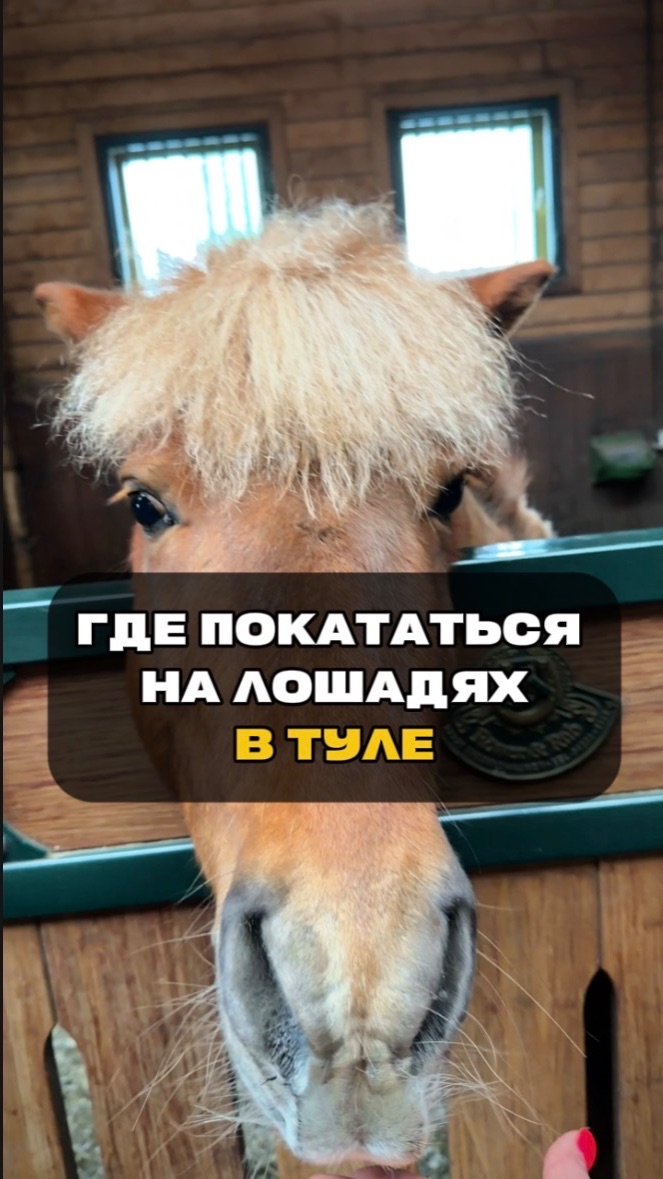 Где в Туле покататься на лошадях? | Тула