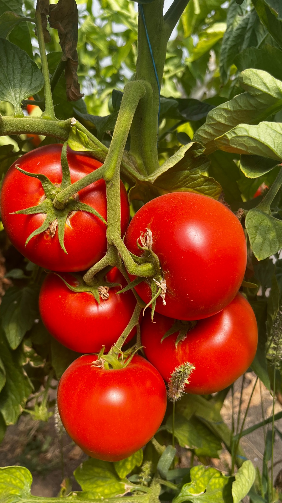 Помидоры Махитос в теплице, результат 2025-го года