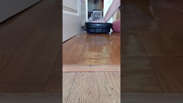 Кот и платформа