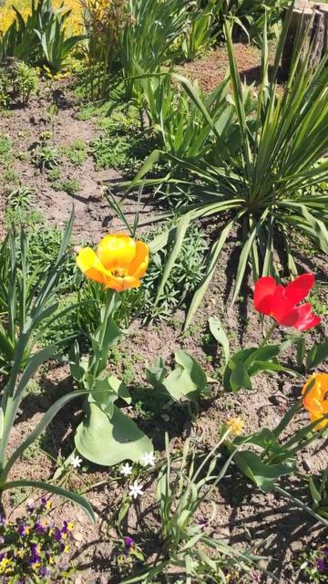 Вести из сада 21 апреля